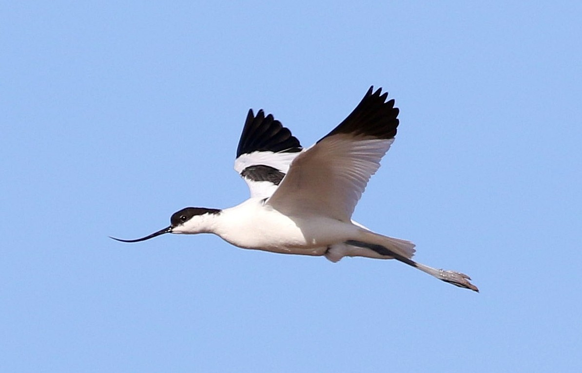 Pied Avocet - Miguel García