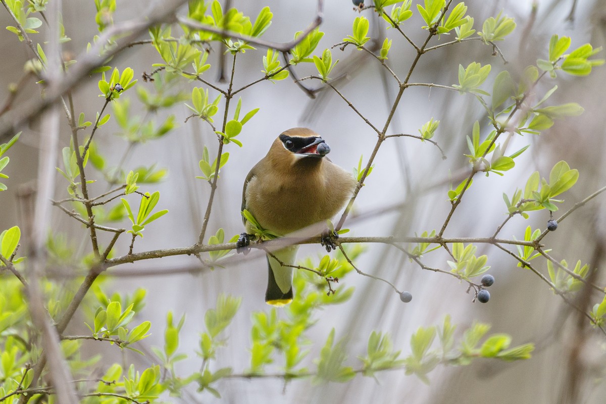 Cedar Waxwing - Jeanne Verhulst