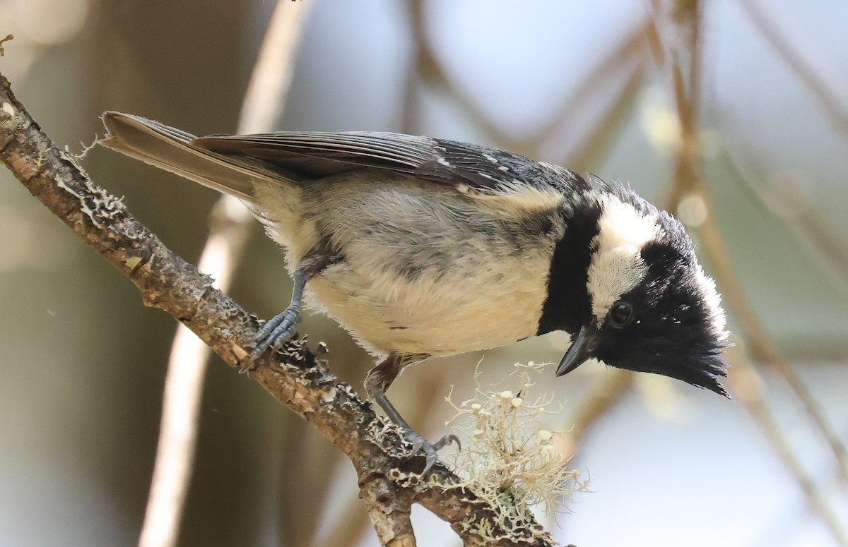 Mésange noire - ML618436361