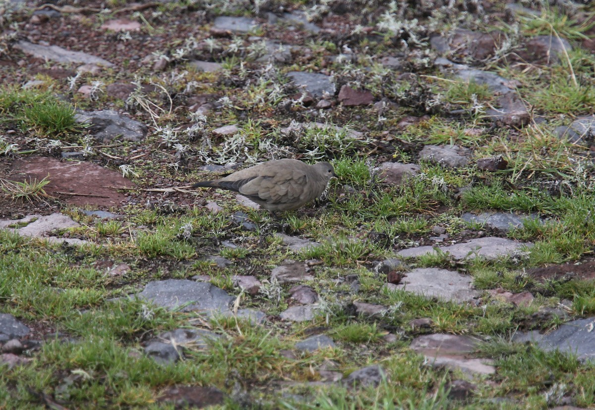 Black-winged Ground Dove - Desmond Allen