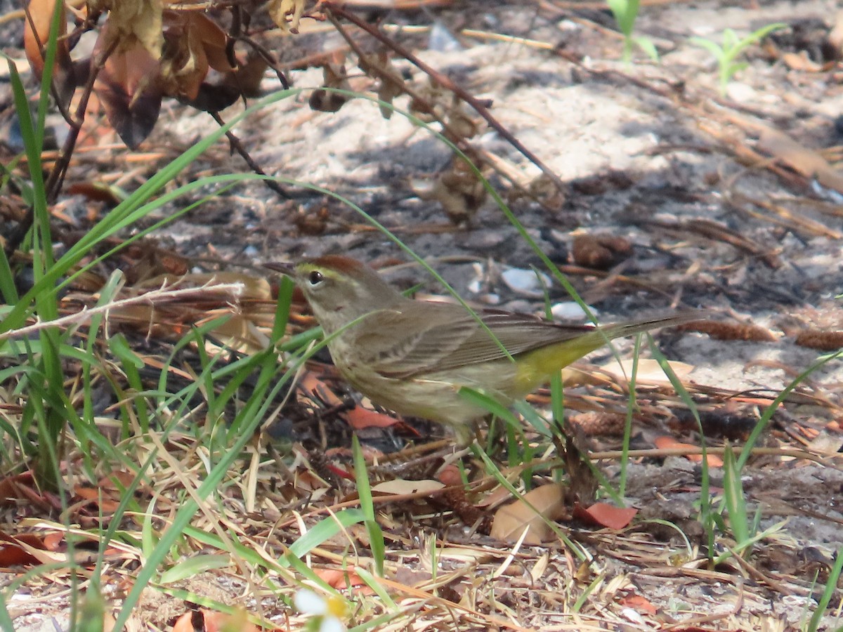 Palm Warbler - ML618436373