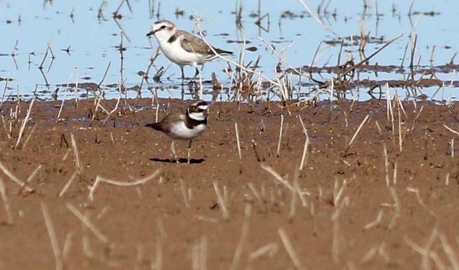 Little Ringed Plover - Miguel García