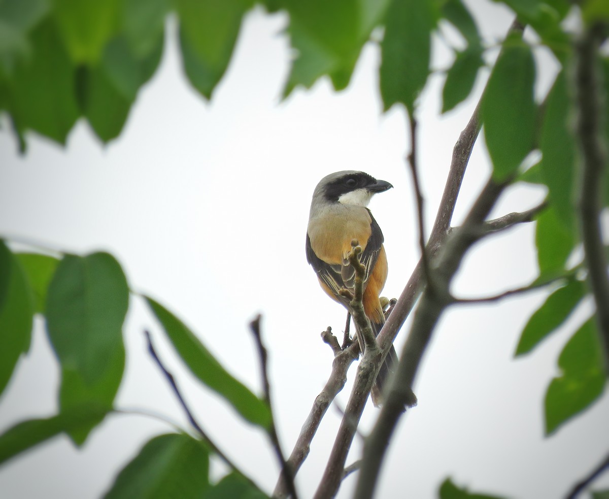 Long-tailed Shrike - ML618436440