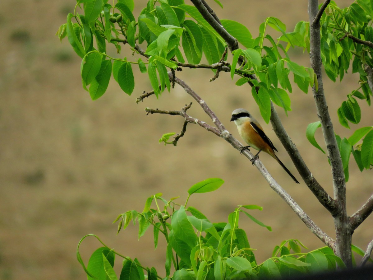Long-tailed Shrike - ML618436442