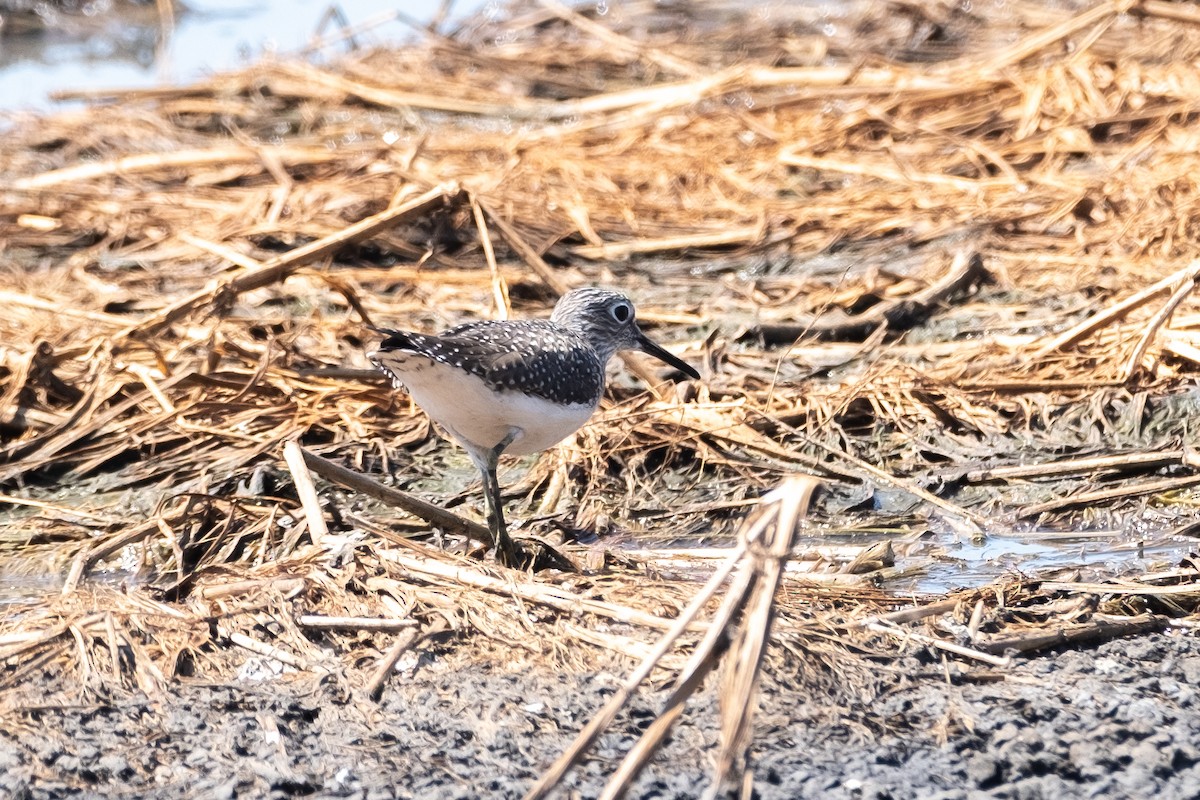 Solitary Sandpiper - ML618436450