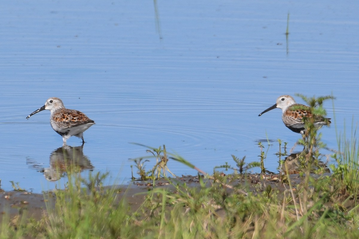 Dunlin - Bill Asteriades