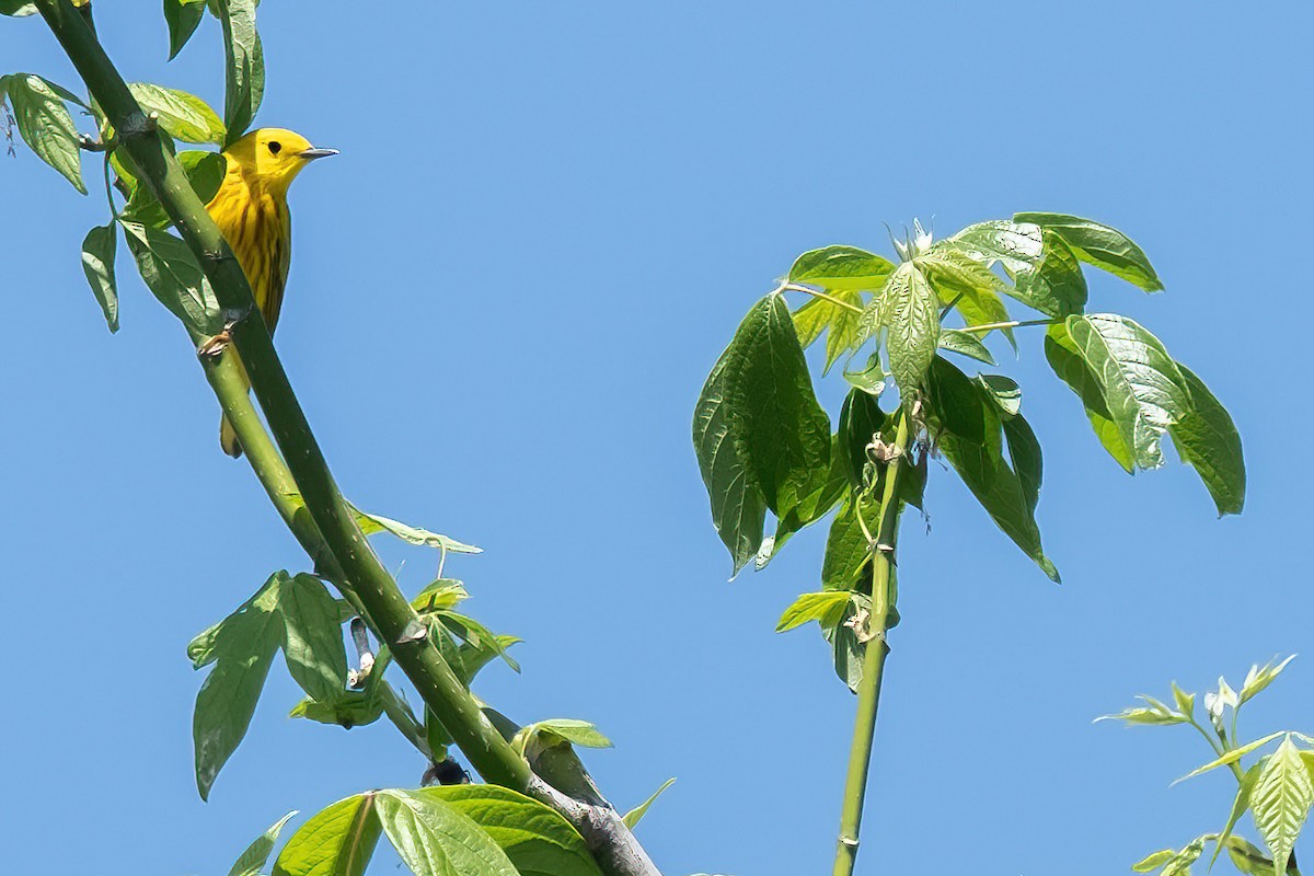 Yellow Warbler - ML618436459