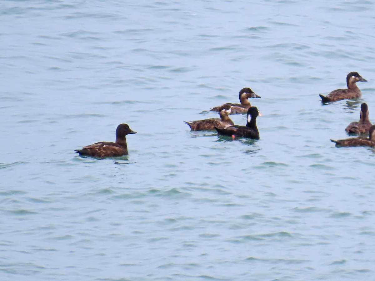 White-winged Scoter - ML618436493