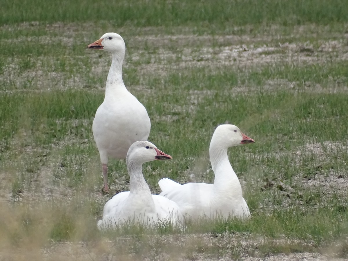 Snow Goose - ML618436504