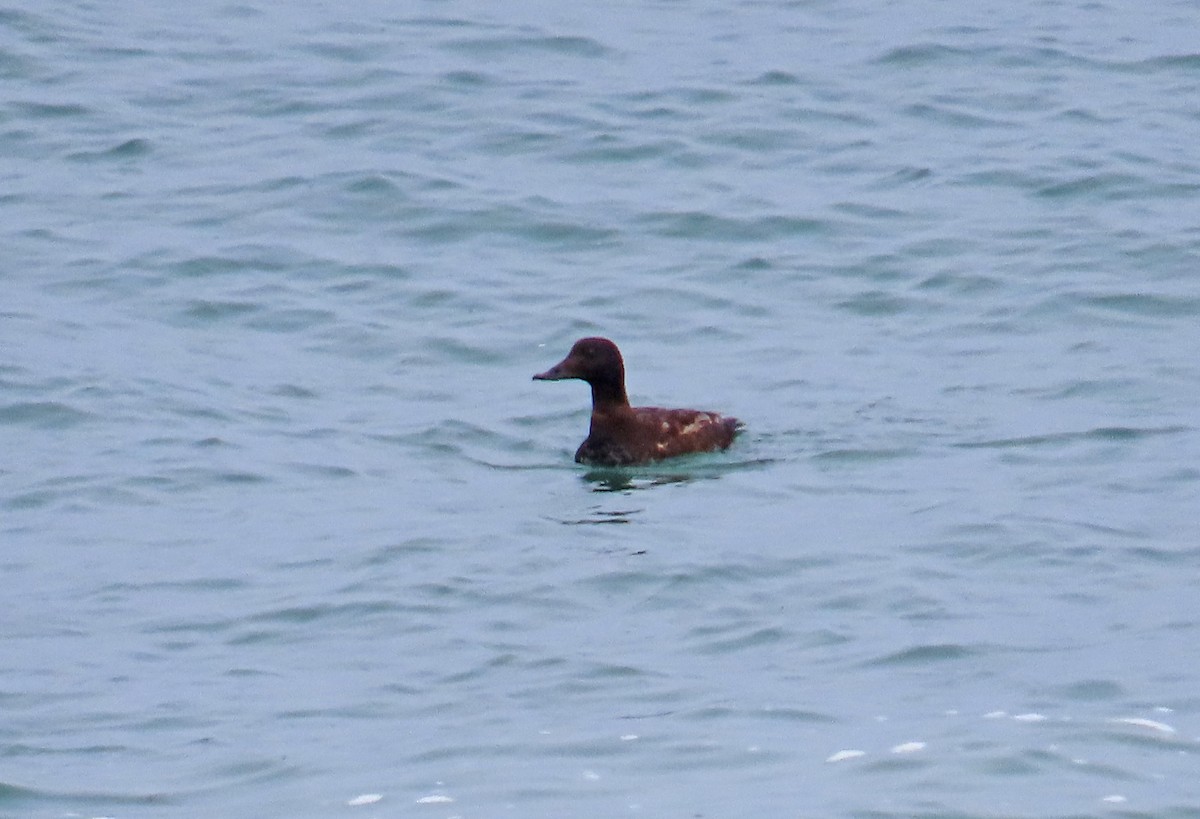 White-winged Scoter - Tom Edell