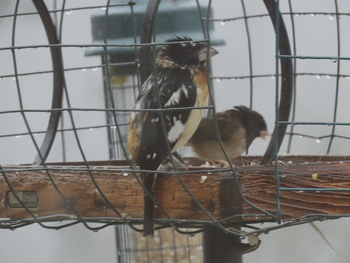 Rose-breasted x Black-headed Grosbeak (hybrid) - ML618436584