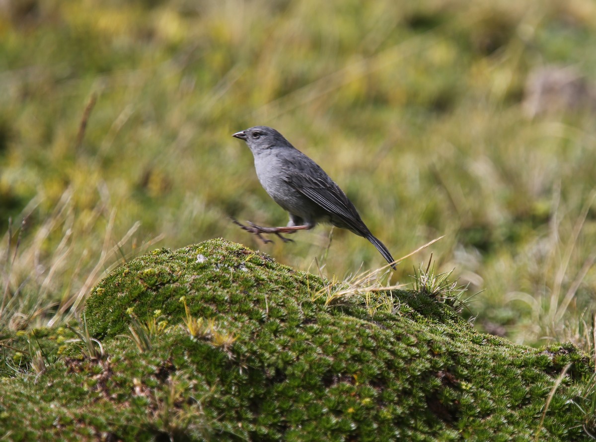 Plumbeous Sierra Finch - Desmond Allen