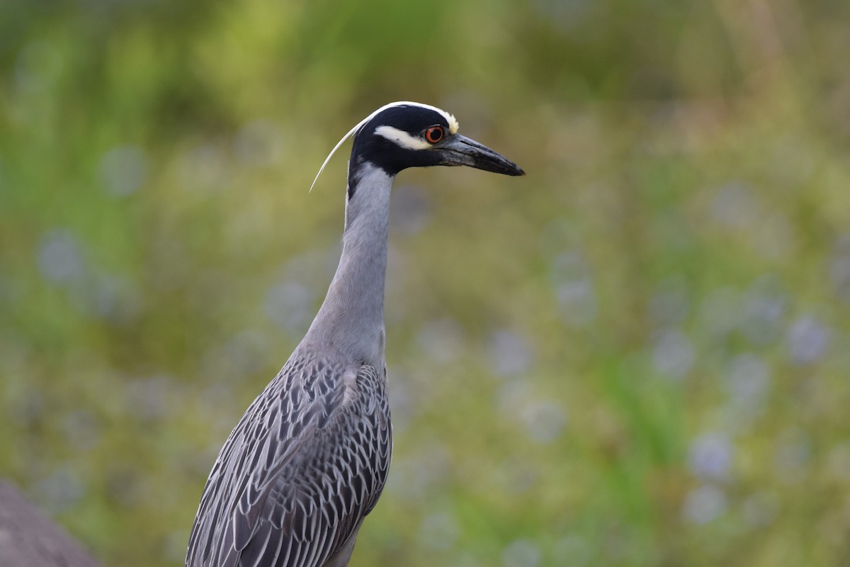 Yellow-crowned Night Heron - ML618436600