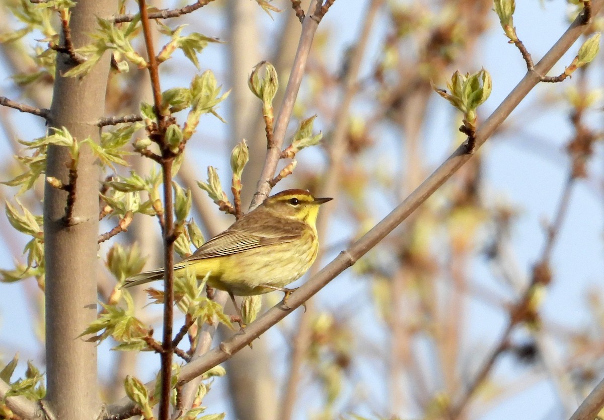 Palm Warbler - Pat Hare