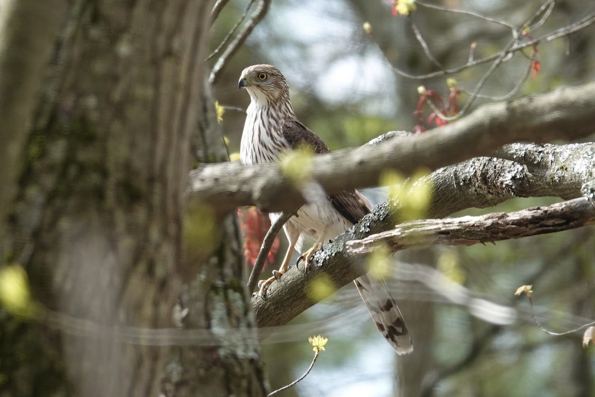 Cooper's Hawk - ML618436626