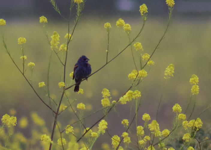 Blue Grosbeak - ML618436638