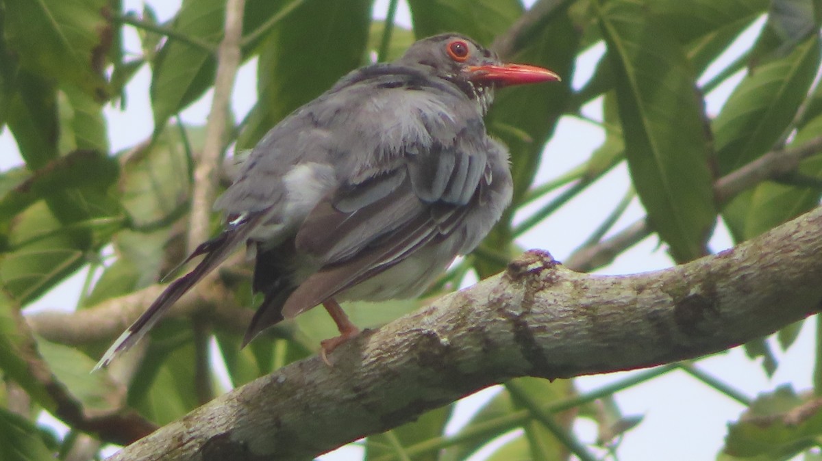 Red-legged Thrush - Gregory Allen