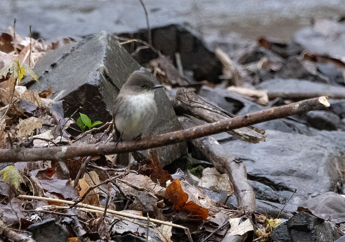 Eastern Phoebe - Suzanne Labbé