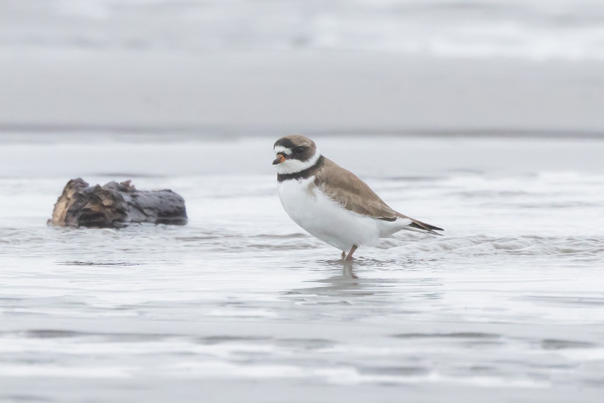Semipalmated Plover - ML618436659