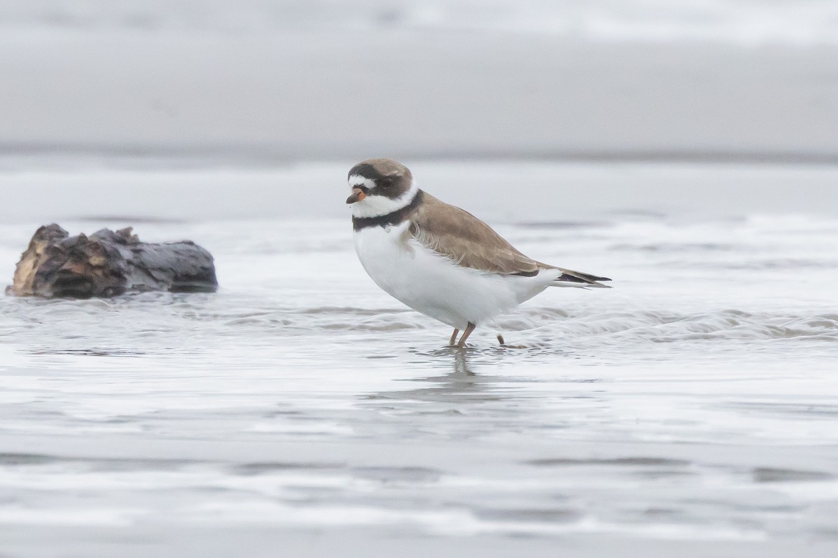 Semipalmated Plover - ML618436660