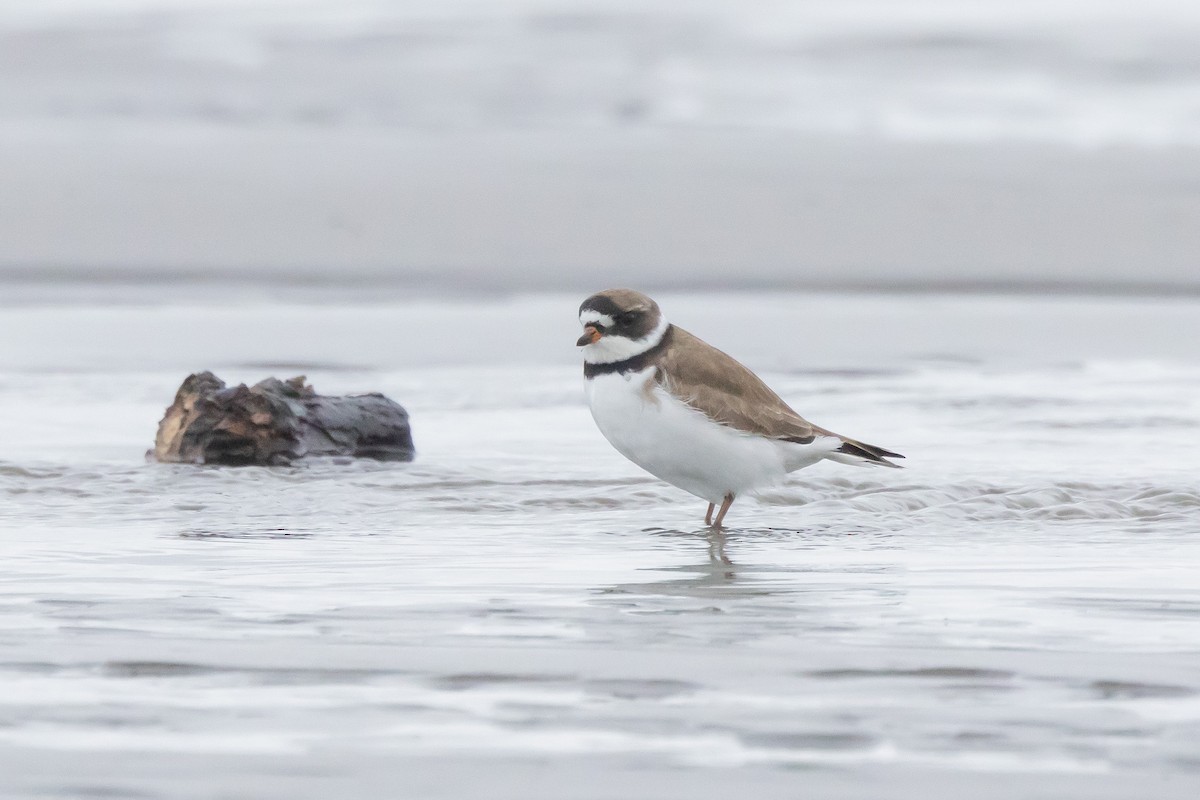 Semipalmated Plover - ML618436661