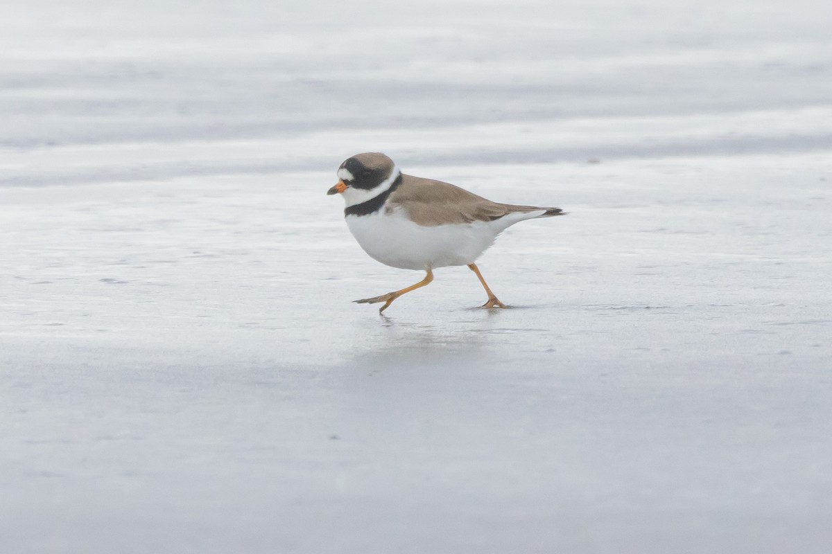 Semipalmated Plover - ML618436662