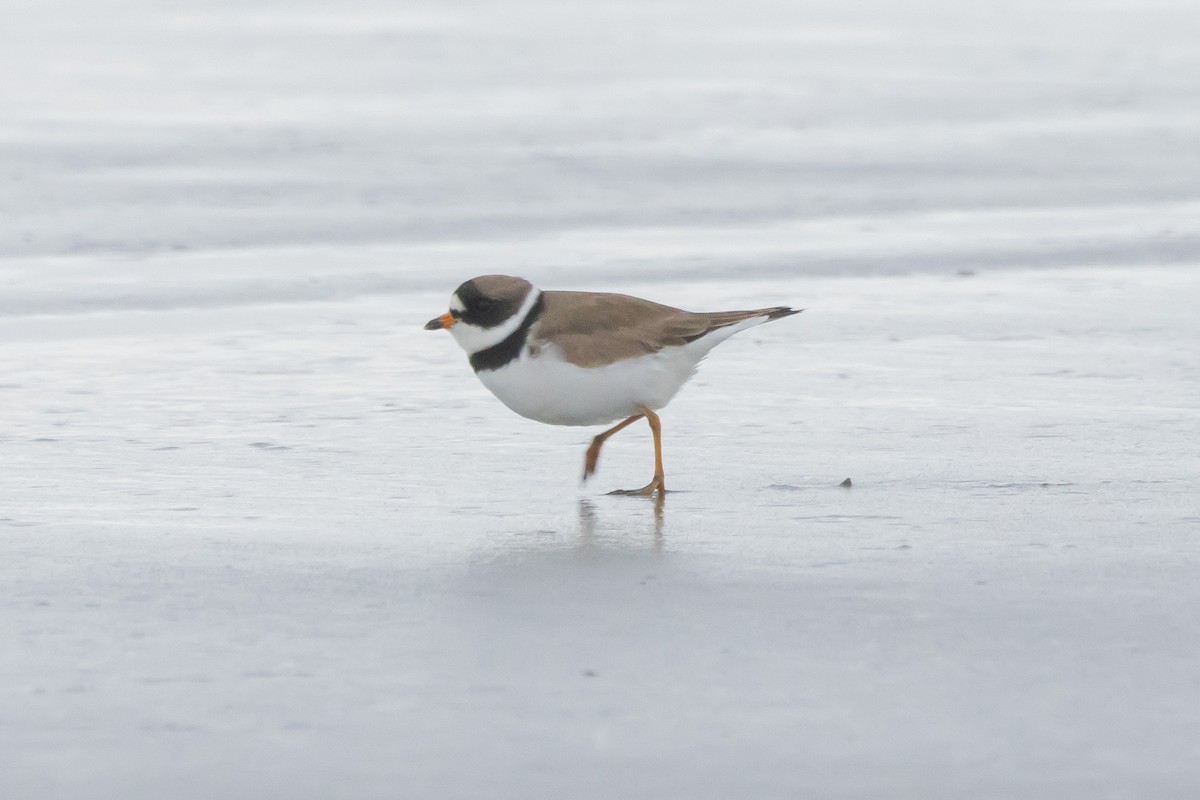 Semipalmated Plover - ML618436663