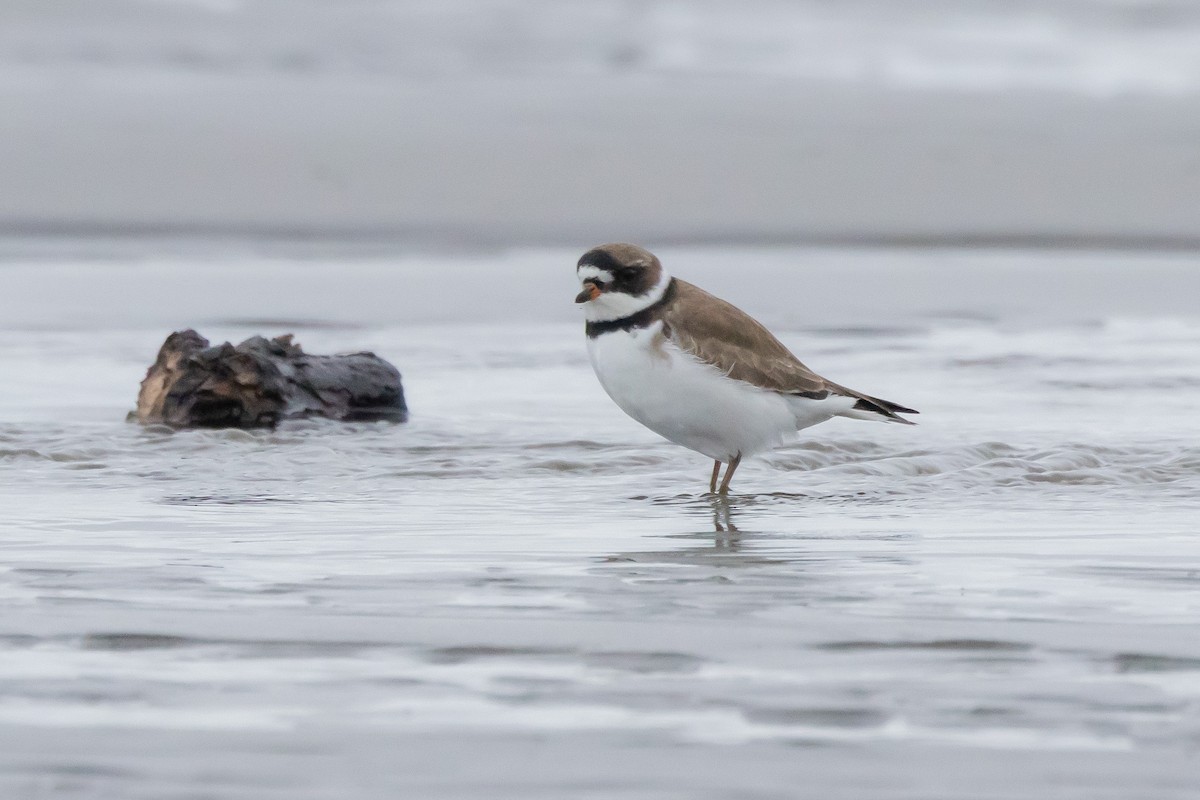 Semipalmated Plover - ML618436664