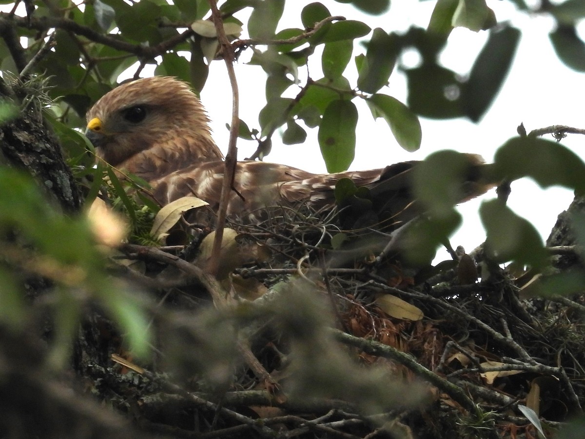 Red-shouldered Hawk - ML618436665