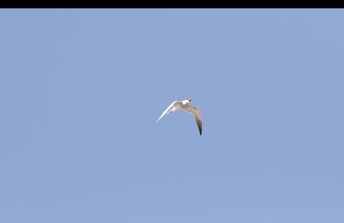 Caspian Tern - ML618436683