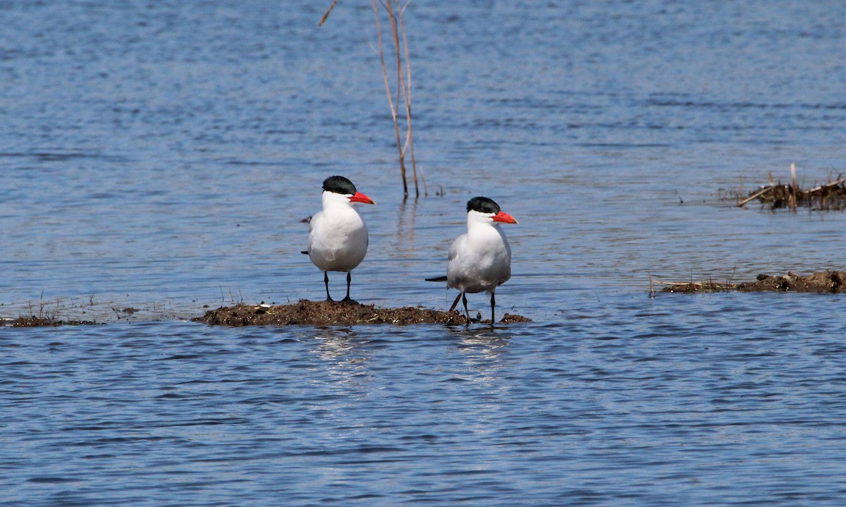 Caspian Tern - ML618436685
