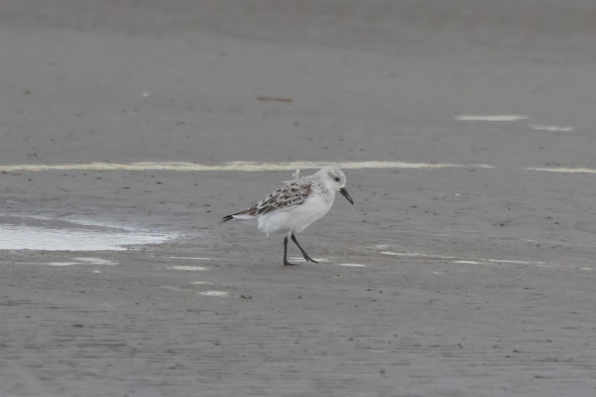 Sanderling - ML618436693