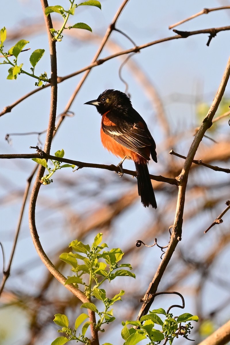 Orchard Oriole - ML618436722