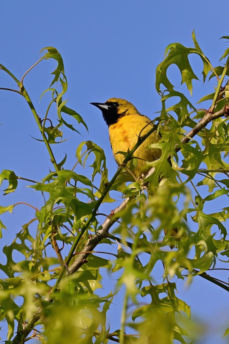 Orchard Oriole - ML618436723