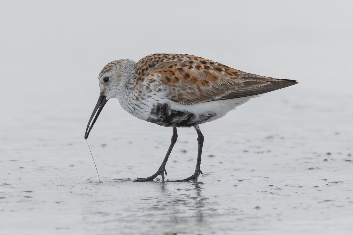 Dunlin - ML618436735