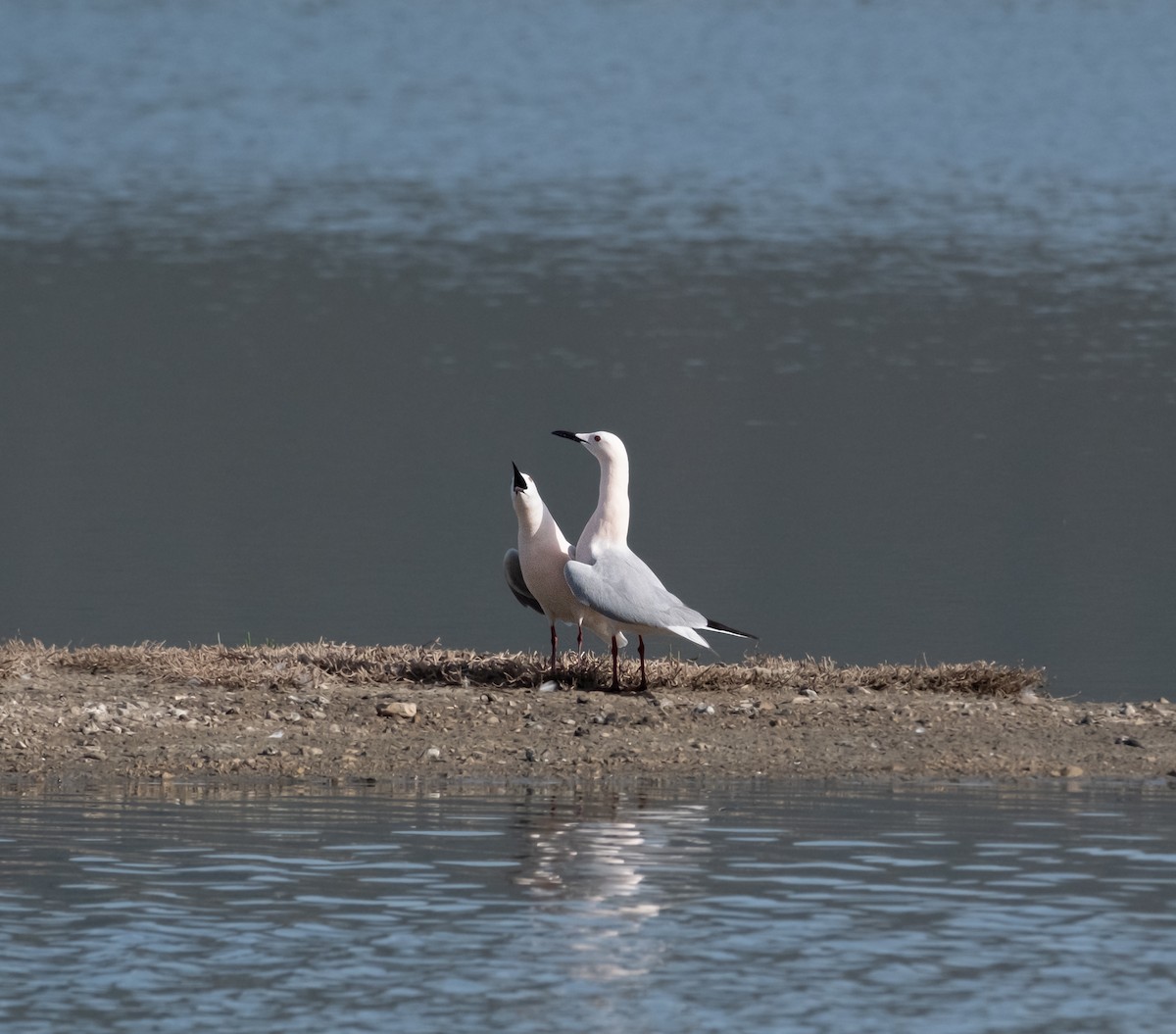 Slender-billed Gull - ML618436750