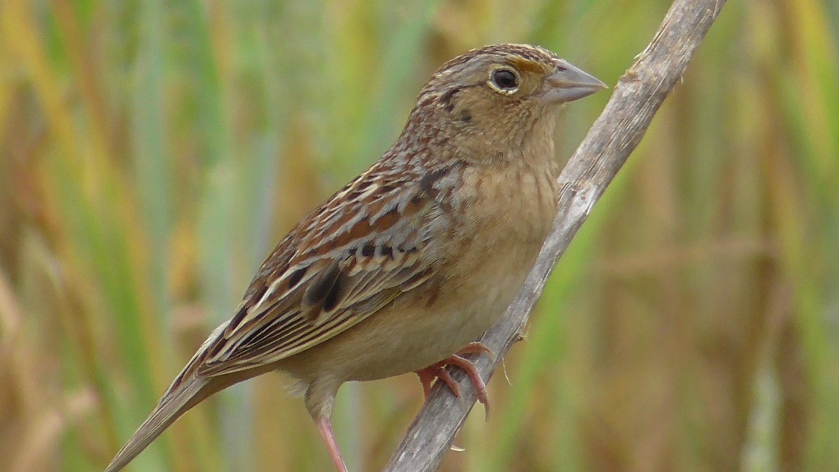 Grasshopper Sparrow - ML618436765