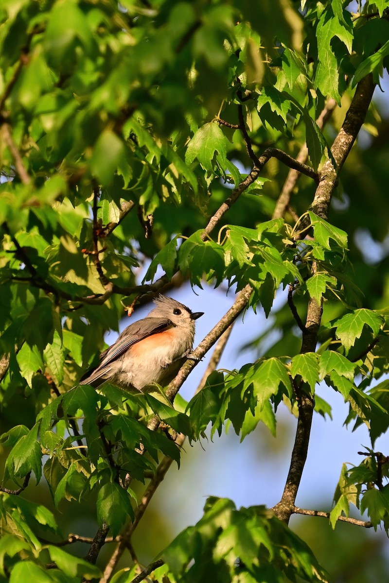 Tufted Titmouse - ML618436771