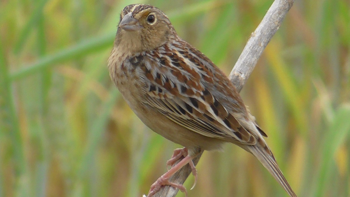 Grasshopper Sparrow - ML618436772
