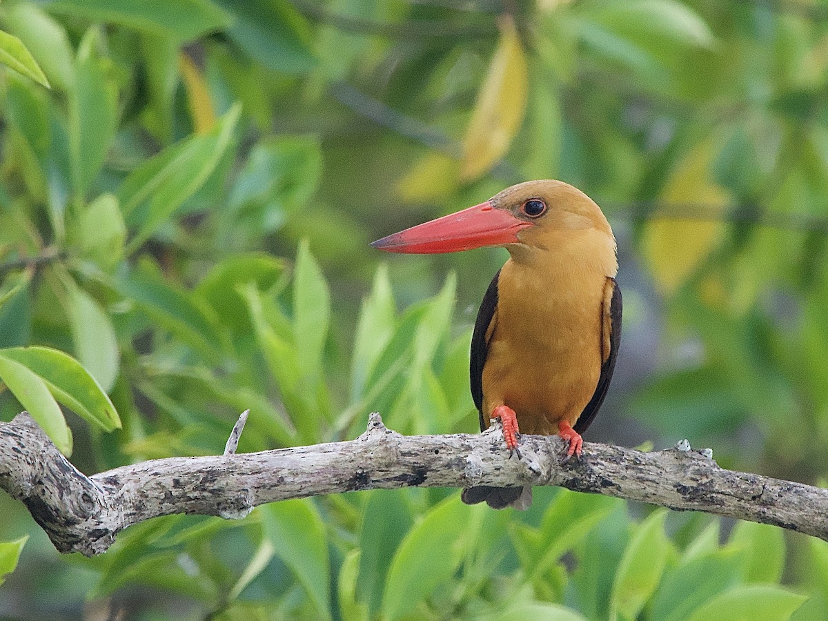 Brown-winged Kingfisher - ML618436777