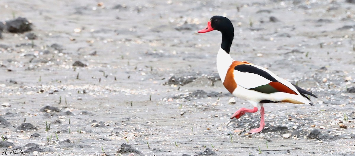 Common Shelduck - ML618436781