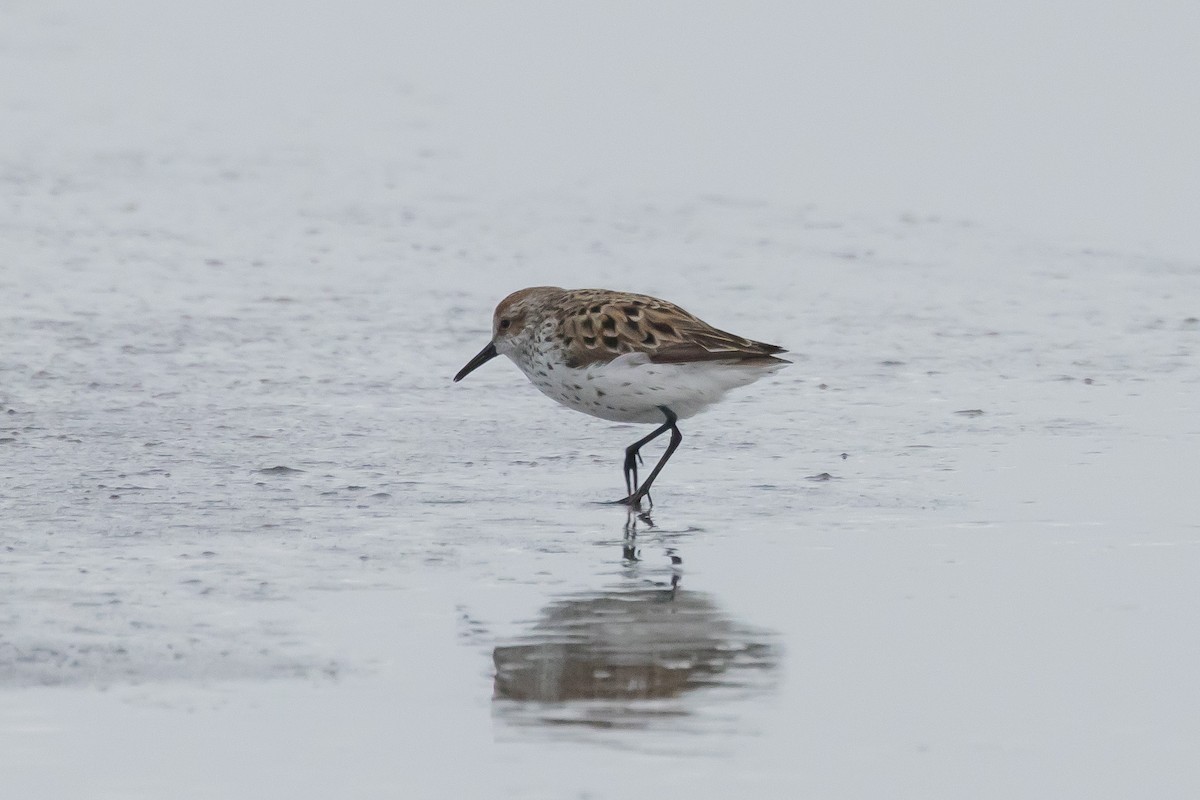 Western Sandpiper - Gordon Starkebaum