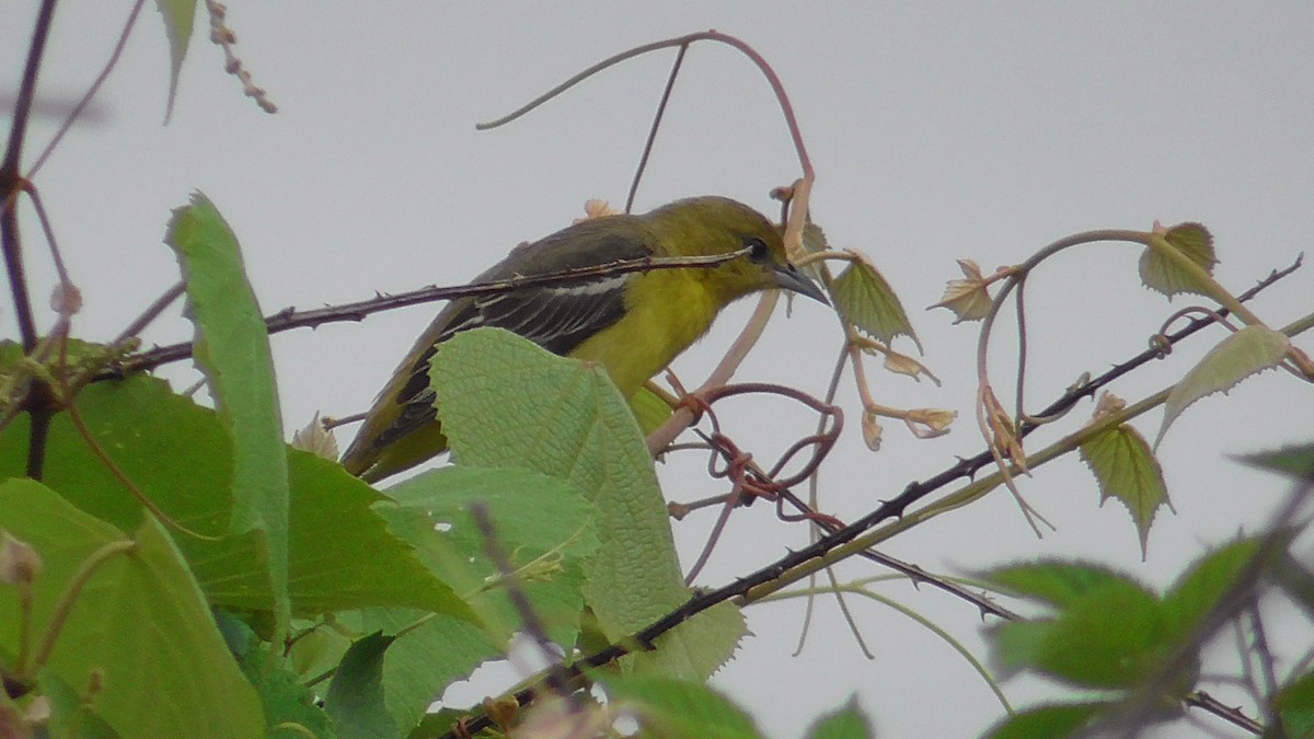 Orchard Oriole - ML618436800