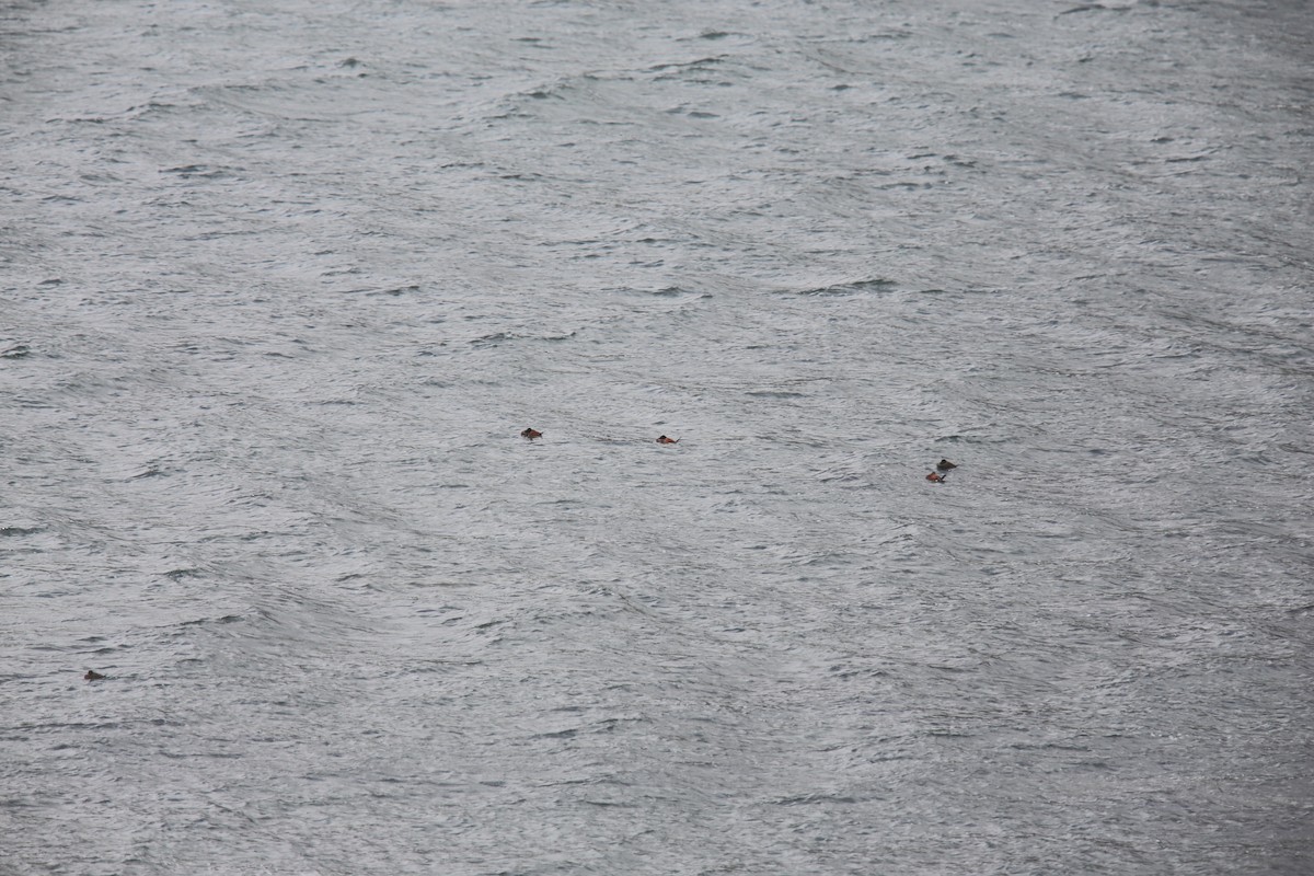 Andean Duck (ferruginea) - ML618436804