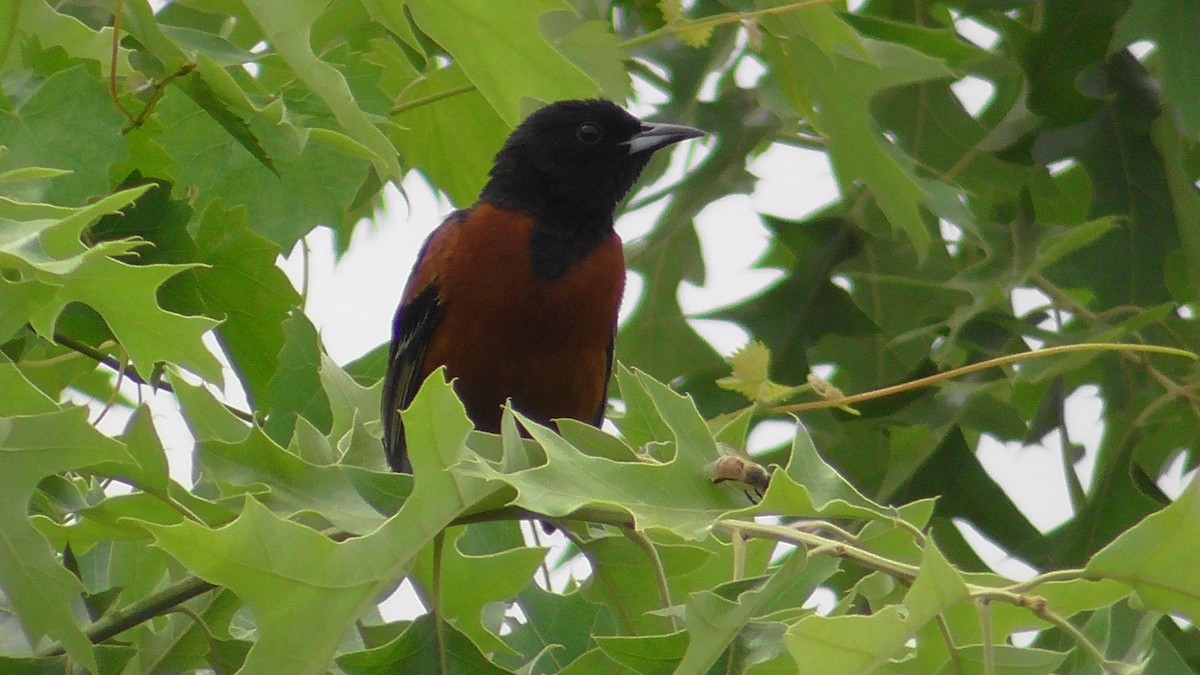 Orchard Oriole - ML618436805