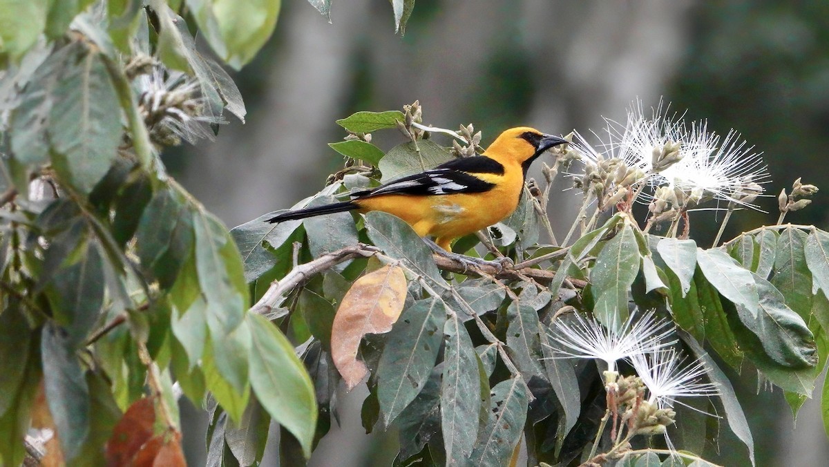 Altamira Oriole - ML618436808