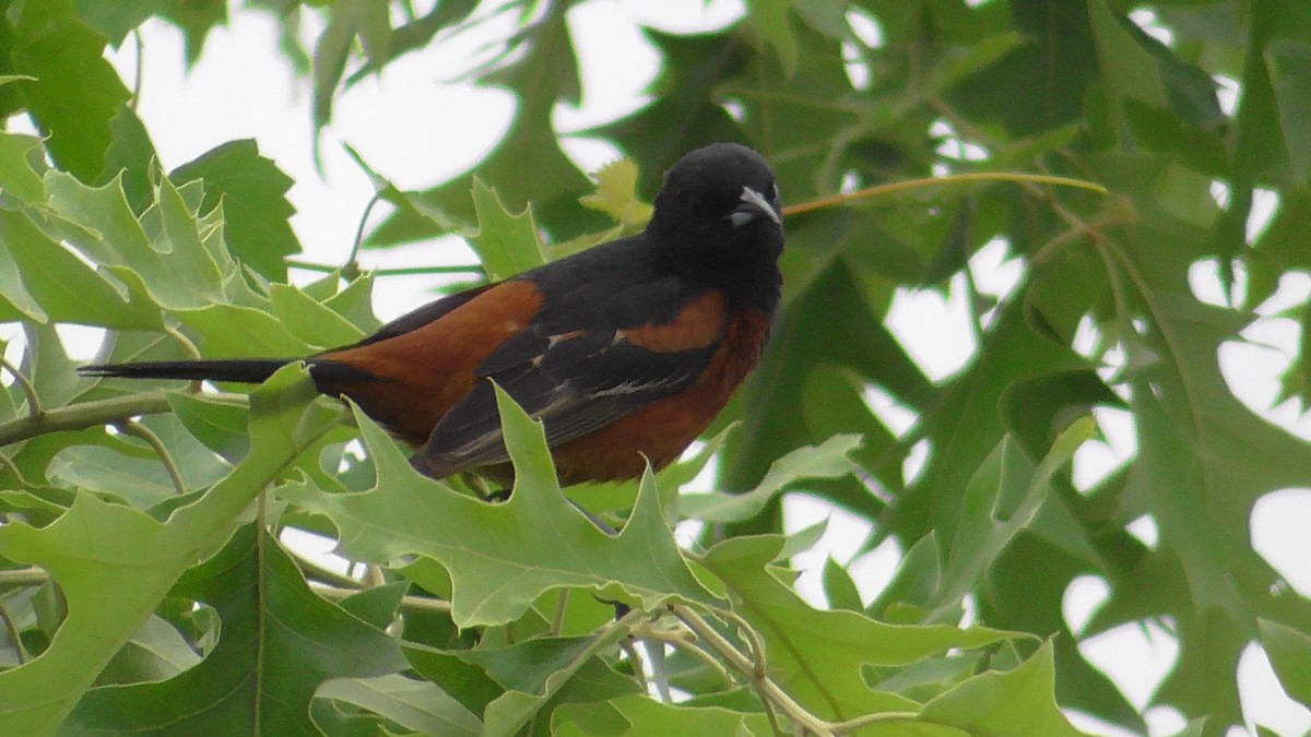 Orchard Oriole - ML618436819