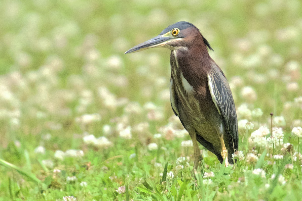 Green Heron - ML618436832