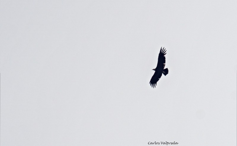 Condor des Andes - ML618436856