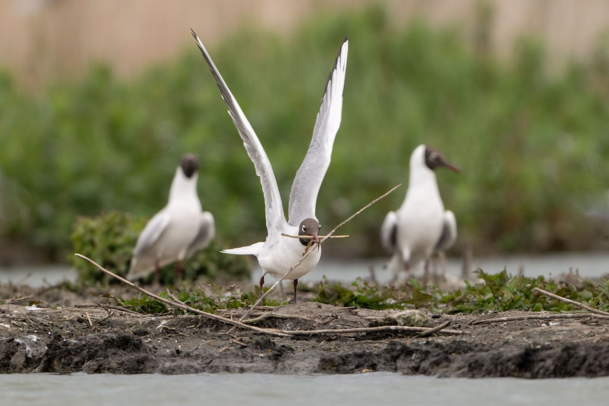 Black-headed Gull - Guido Van den Troost